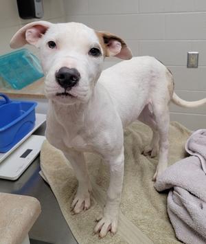 A white dog with brown patches on its ears and back standing on a towel in a room with a blue plastic container and a scale in the background.