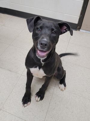 Moondancer, Labrador Retriever Mix, young, available for adoption
