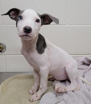 a white puppy with black patches sitting on a towel
