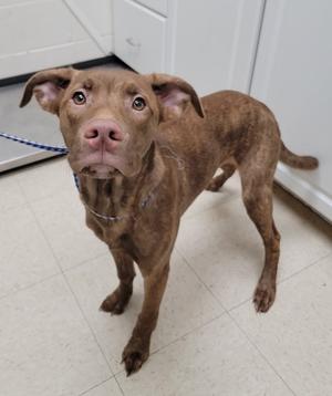 Brother Bear, German Shepherd Dog Mix, young, available for adoption