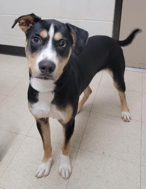 Zeus, Hound and Siberian Husky, young, available for adoption