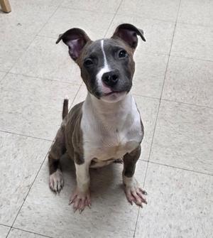 A brown and white puppy sitting on a tiled floor, looking up with its ears perked up.