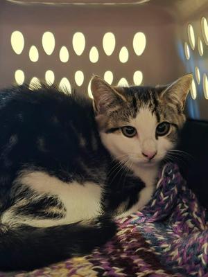 Ferncloud, kitten, available for adoption