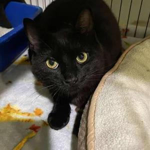 Hank the Hamburgler, young, available for adoption