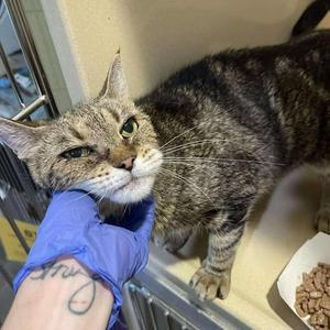 Yvette, senior, available for adoption