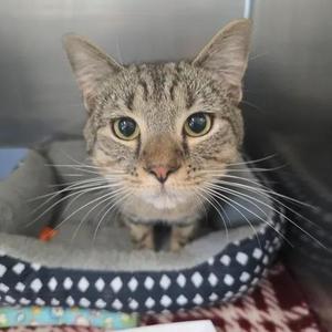 A tabby cat sitting in a small pet bed.