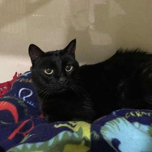 Phyllis, senior, available for adoption