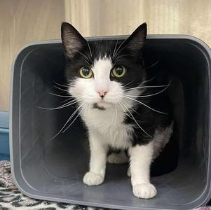 RavenPaw, adult, available for adoption