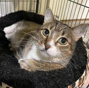 Sir Meeko, adult, available for adoption