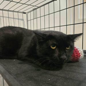 New Moon, adult, available for adoption