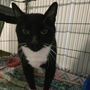 Sumo, adult, available for adoption