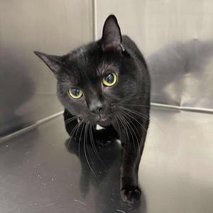 A black cat with bright green eyes standing on a metallic surface.