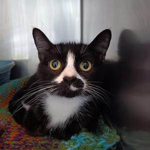 Katara, adult, available for adoption