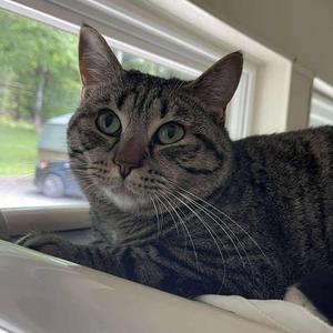 Conspiracy, adult, available for adoption