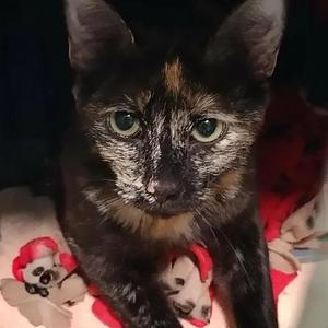 Sabrina the Teenage Witch, adult, available for adoption