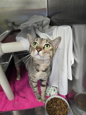 Fiona, adult, available for adoption