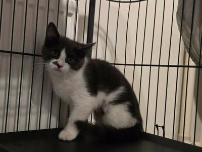 Ashfur, kitten, available for adoption