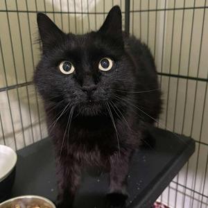 Iris, adult, available for adoption