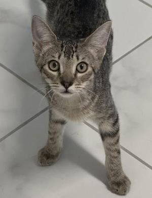 A gray tabby kitten standing on a tiled floor, looking directly at the camera with wide eyes.