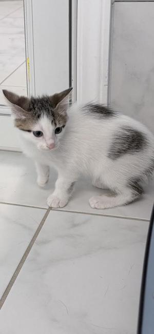 A white and gray kitten standing on a tiled floor.