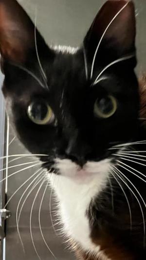 Moon Pie, adult, available for adoption