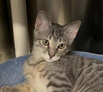 Eleven, kitten, available for adoption