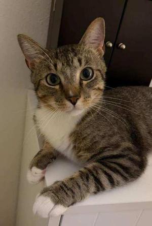 Mitch, adult, available for adoption