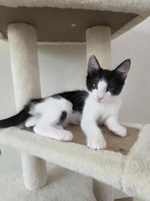 A black and white kitten sitting on a cat tree