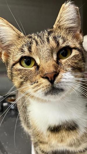 Smoochie, adult, available for adoption