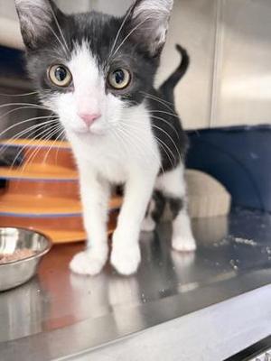 Stitch, kitten, available for adoption