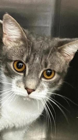 Sushi, adult, available for adoption
