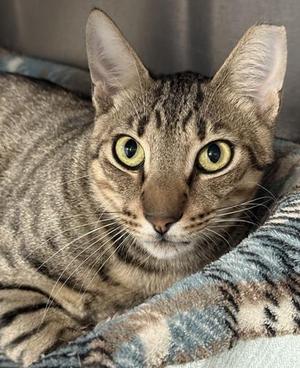 A close-up photograph of a brown tabby cat with alert, yellowish-green eyes, resting on a textured blanket.
