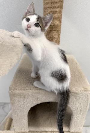 A white and gray kitten with black spots is standing on a beige cat tree, looking up with its paw raised.