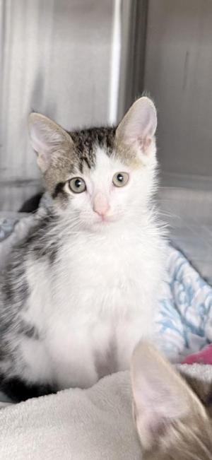 A fluffy white and gray kitten with large green eyes, sitting on a blanket.