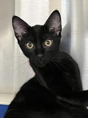 Maxine, kitten, available for adoption