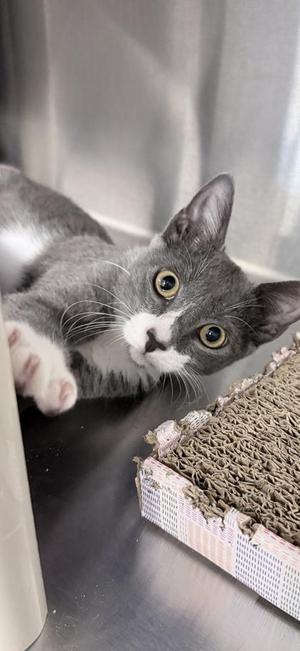 Clark, kitten, available for adoption