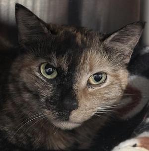 Close-up of a tortoiseshell cat with green eyes