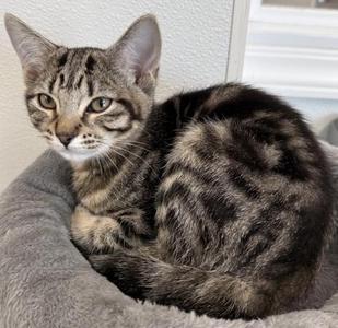Haven, kitten, available for adoption