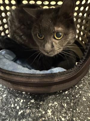 A gray cat sits inside a brown pet carrier with a blue cushion.