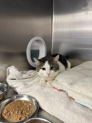 A gray and white cat is lying on a white towel in a kennel with food bowls.