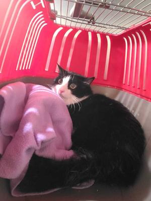 Poly (November 2024), adult, available for adoption