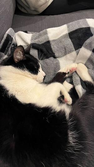 Versace (February 2025), senior, available for adoption