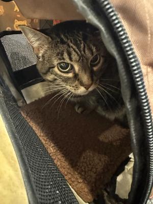 Wally (fka Cookie) (December 2025), senior, available for adoption