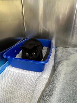 Squash (November 2024), kitten, available for adoption