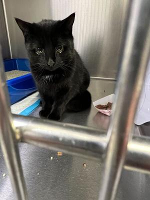 Cranberry (November 2024), young, available for adoption