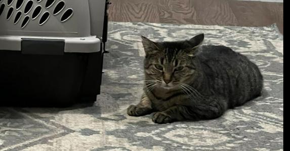 Soybean (May 2025), adult, available for adoption