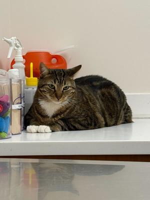 A tabby cat lies on a white counter in front of cleaning supplies.