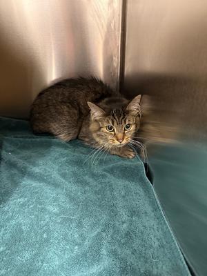 A tabby cat sitting on a blue towel in a metal enclosure.