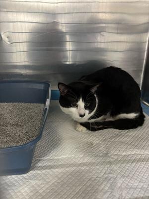 Spruce (fka Sky Sky) (December 2025), senior, available for adoption