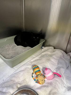 Gravy (November 2024), kitten, available for adoption